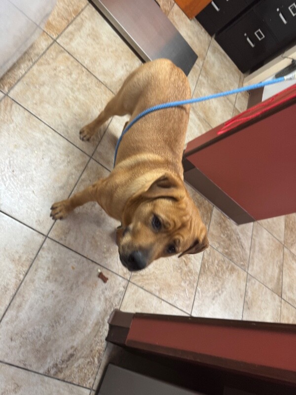 Learn More About Russell Russell - Dog