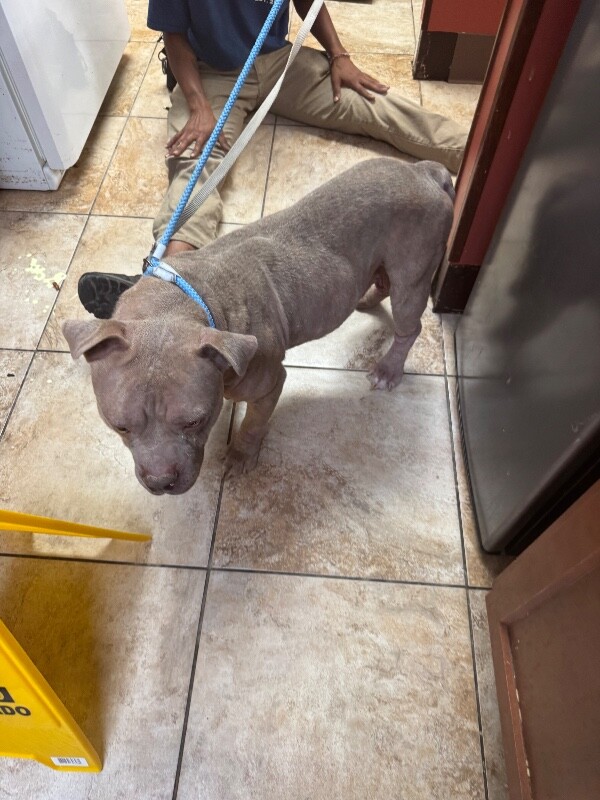 View Montez the Dog Photo #3