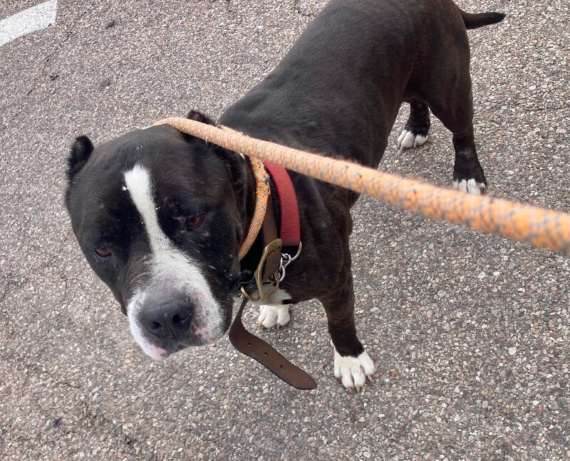 Rufus - Dog