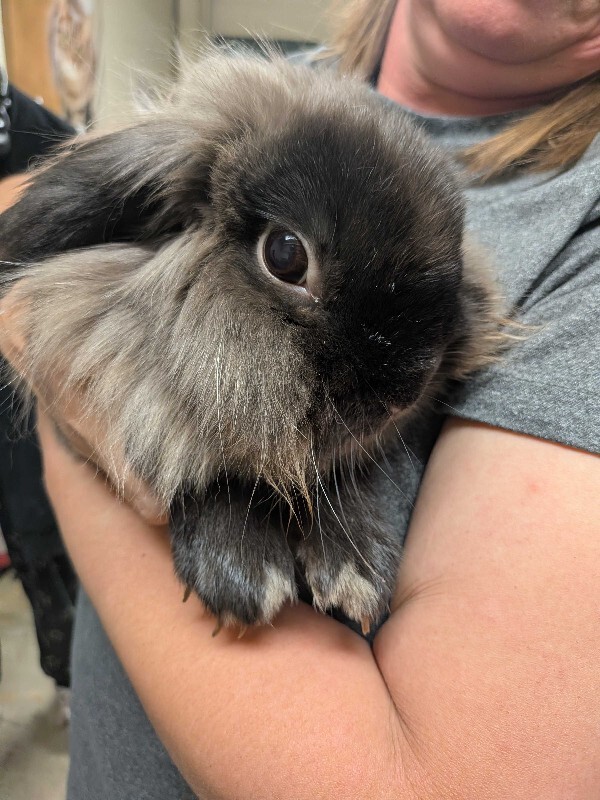Learn More About Sir Fluffington Sir Fluffington