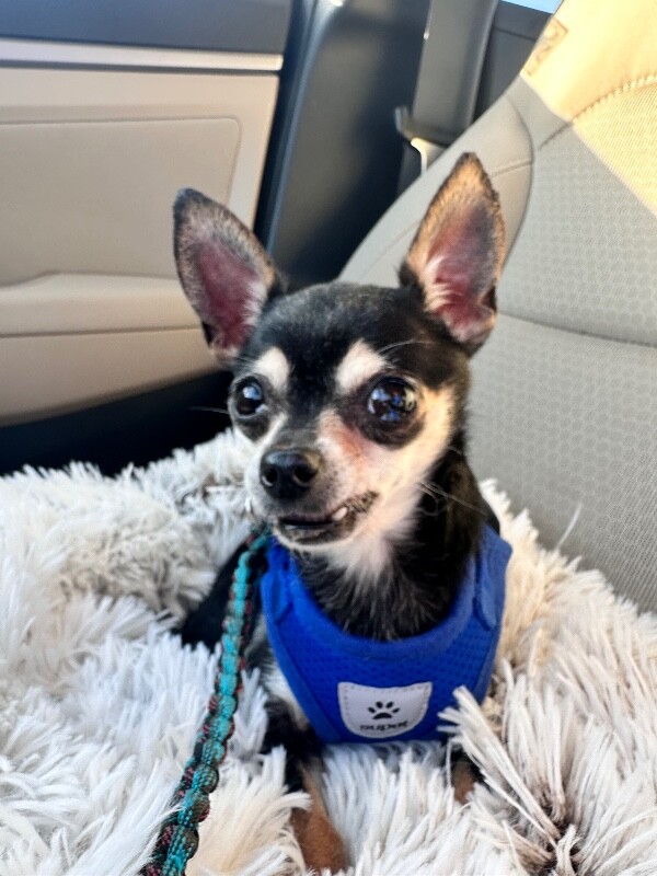 Learn More About Magnus Magnus - Dog
