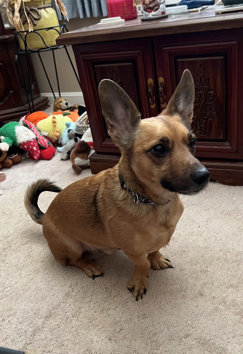 View Munchkin the Dog Photo #3