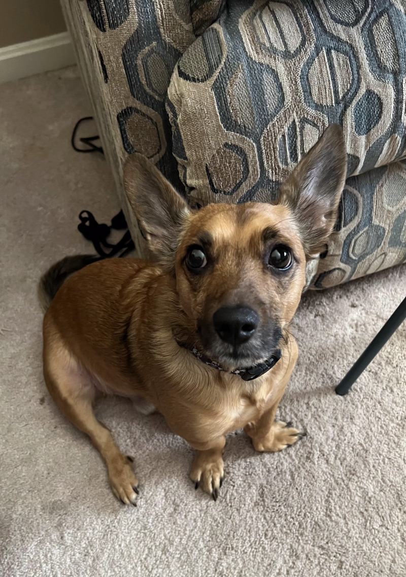 View Munchkin the Dog Photo #2