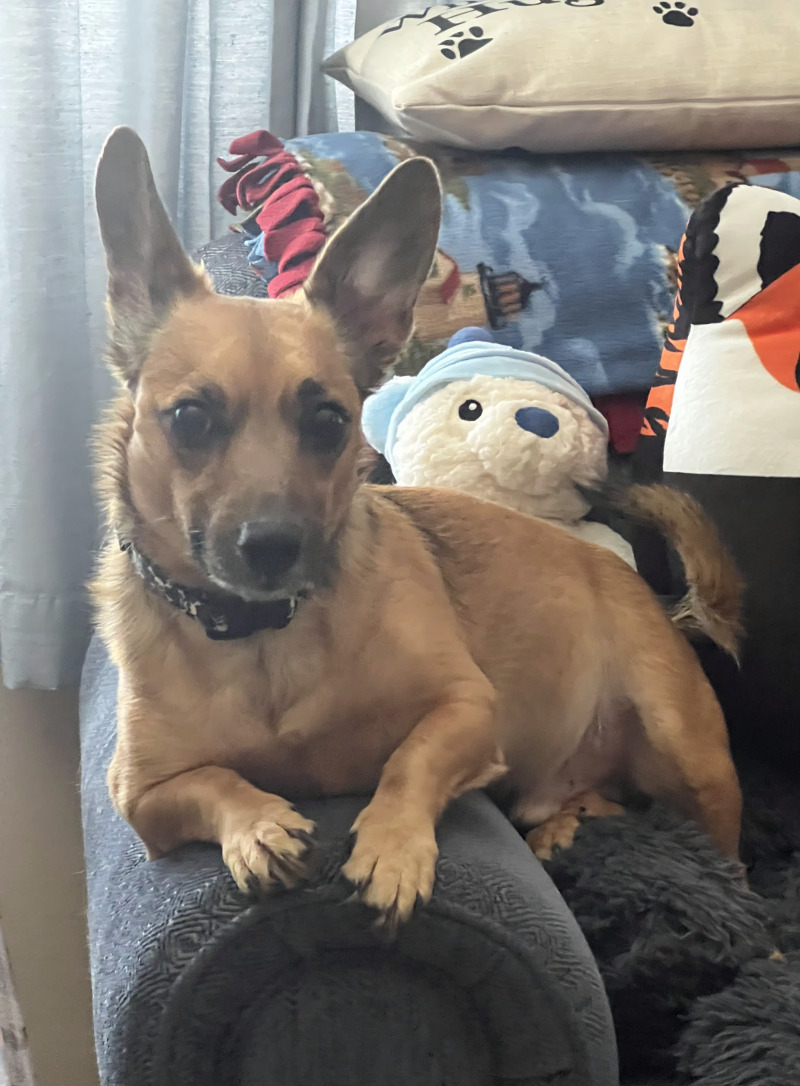 Learn More About Munchkin Munchkin - Dog