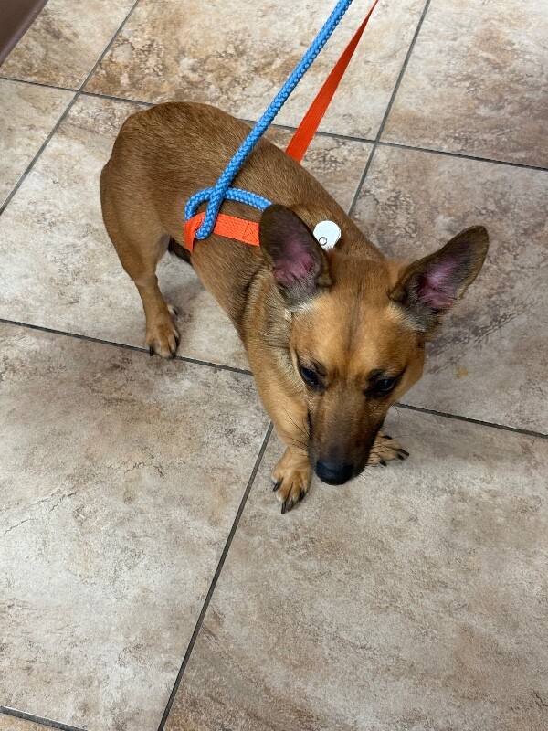 View Munchkin the Dog Photo #6