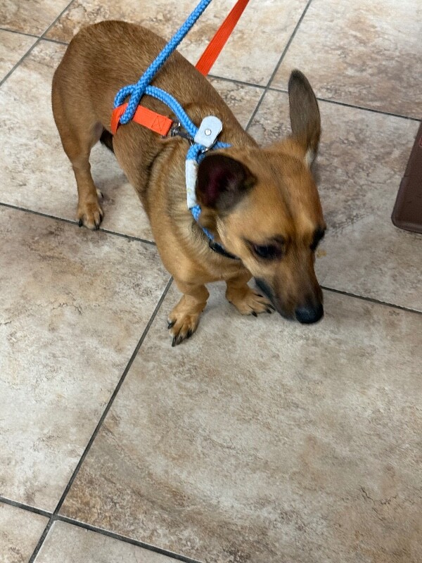 View Munchkin the Dog Photo #5