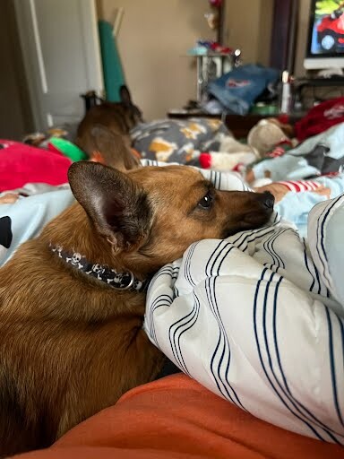 View Munchkin the Dog Photo #4