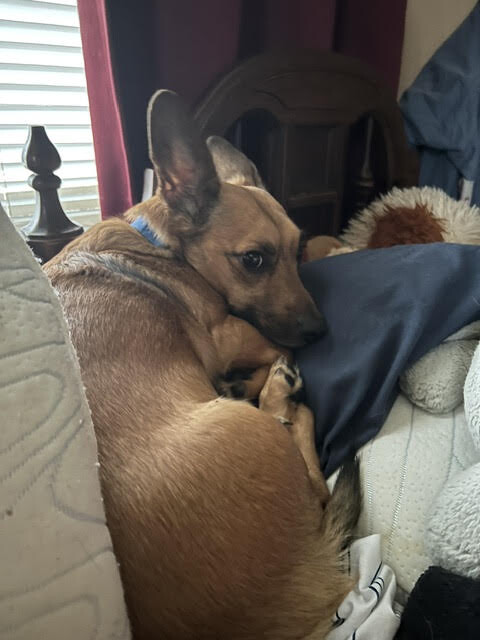 View Munchkin the Dog Photo #6