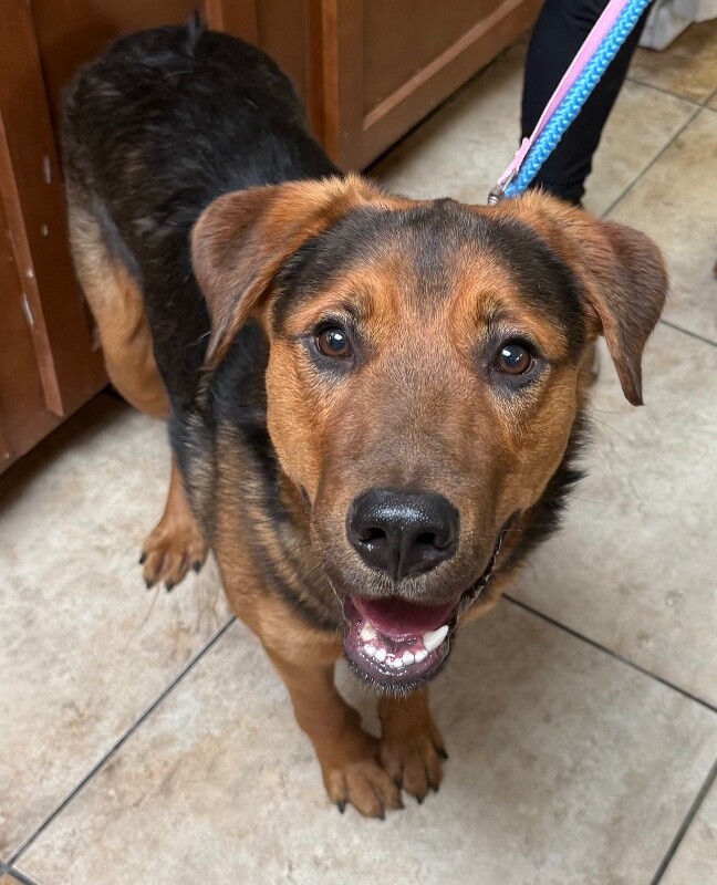 Learn More About Sam Smith Sam Smith - Dog