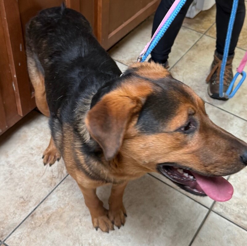 View Sam Smith the Dog Photo #2