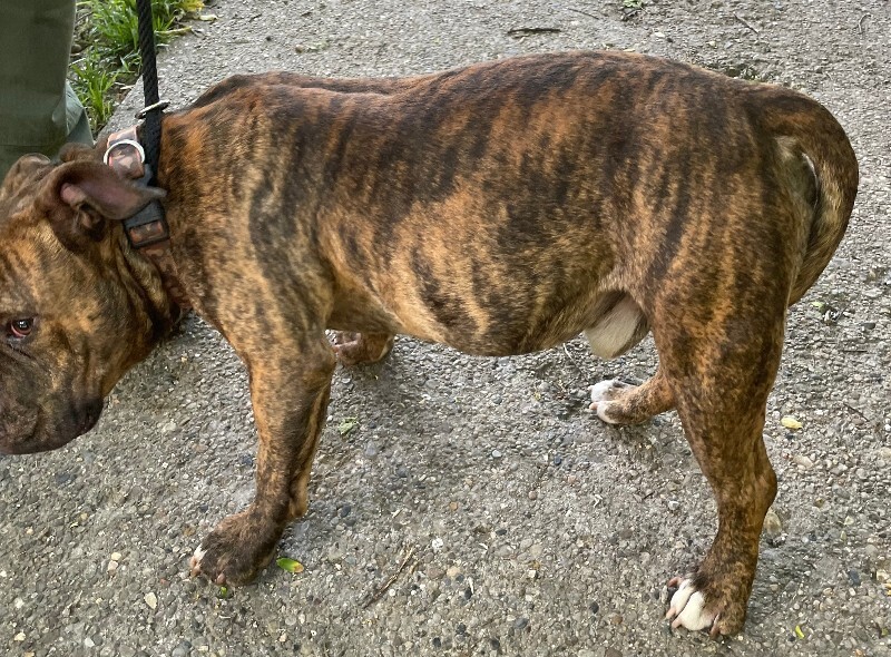 View Sweet Pea the Dog Photo #3