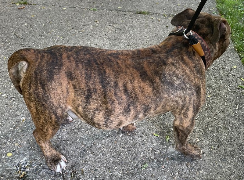 View Sweet Pea the Dog Photo #4