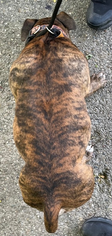 View Sweet Pea the Dog Photo #2