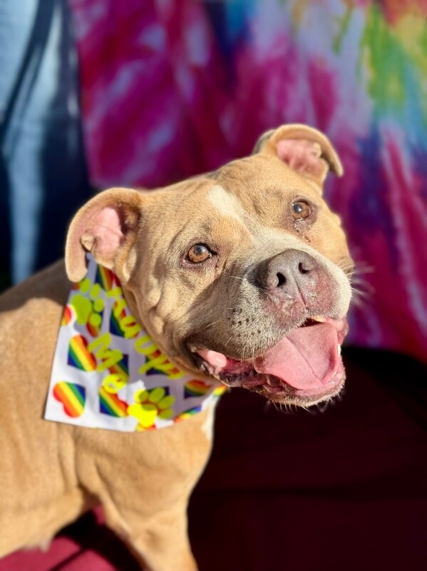 Learn More About Nina Nina - Dog