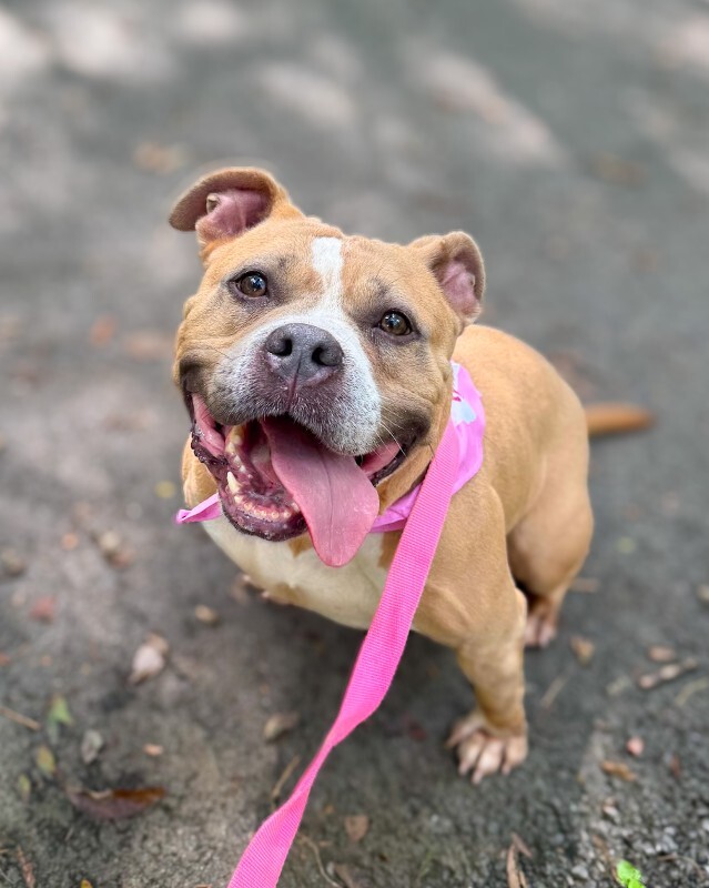 Learn More About Nina Nina - Dog