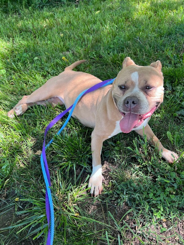Nina - Dog