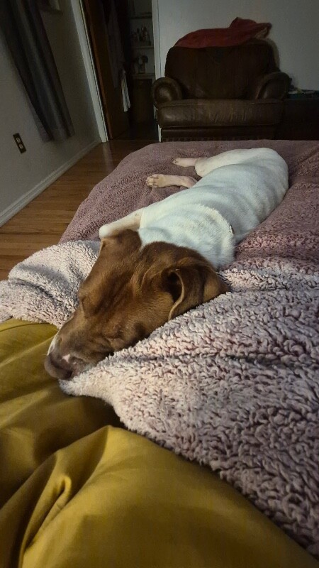 View Fruit Loop the Dog Photo #6