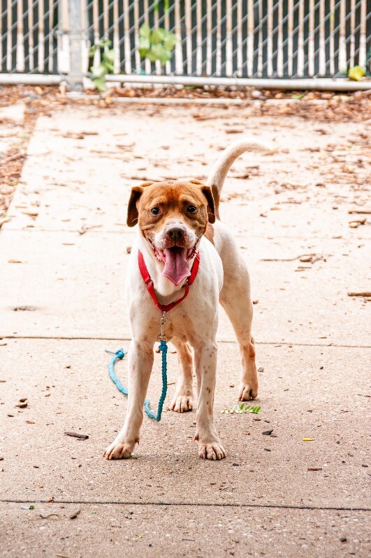 View Fruit Loop the Dog Photo #7
