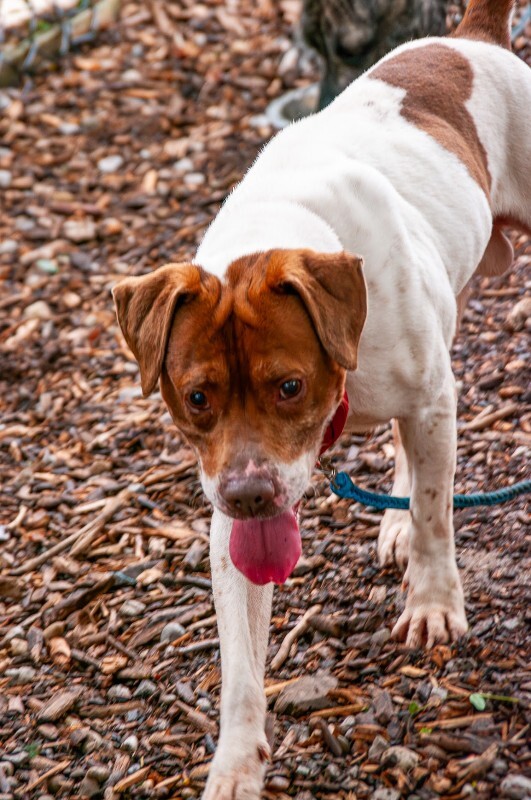 View Fruit Loop the Dog Photo #6