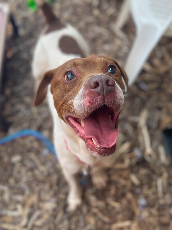 Learn More About Fruit Loop Fruit Loop - Dog