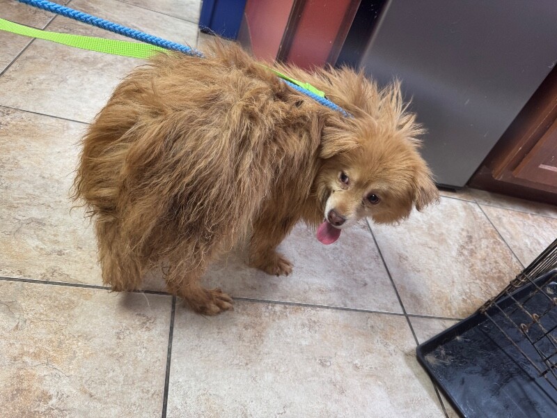 Learn More About Embark Embark - Dog