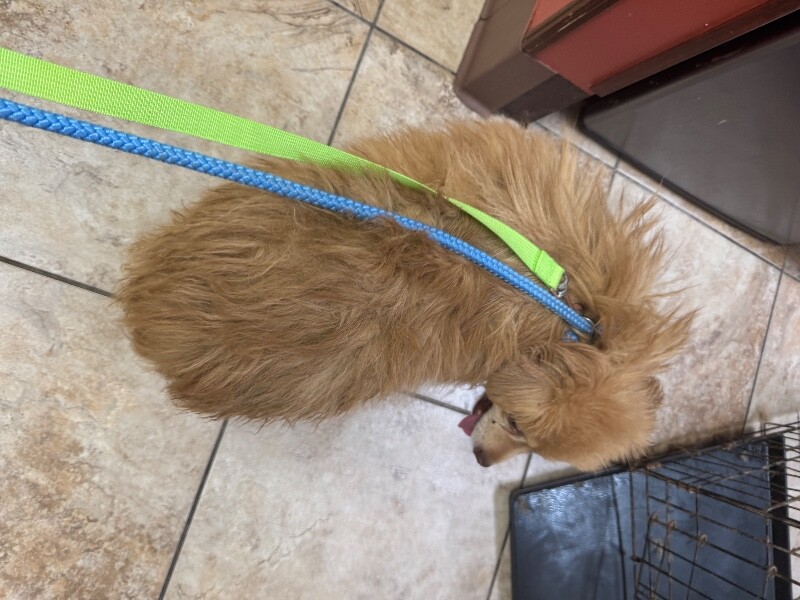 View Embark the Dog Photo #2
