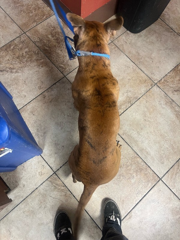View Tony The Tiger the Dog Photo #4