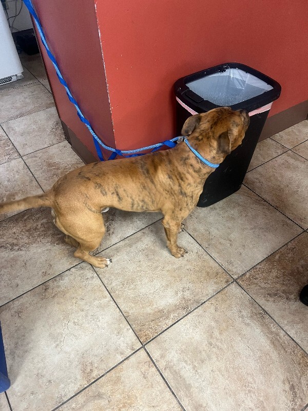 View Tony The Tiger the Dog Photo #2