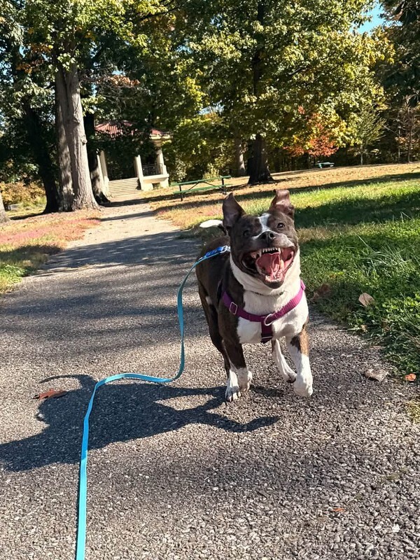 View Cenik the Dog Photo #15
