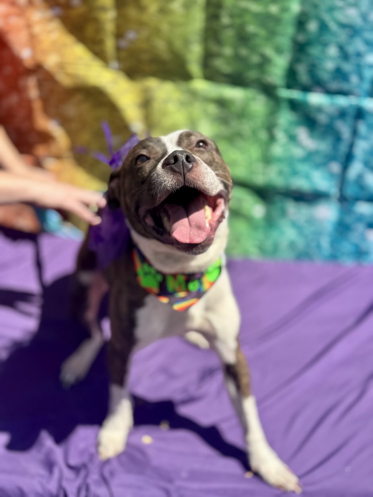 Learn More About Cenik Cenik - Dog