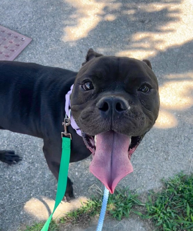 Learn More About Jules Jules - Dog
