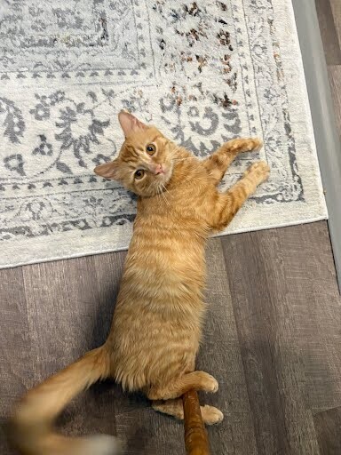 View Dr. Bunsen the Cat Photo #3