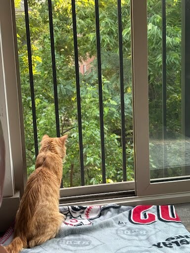 View Dr. Bunsen the Cat Photo #4