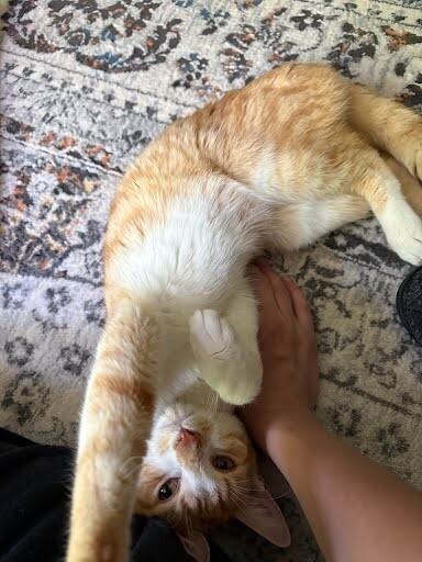 View Beaker the Cat Photo #3