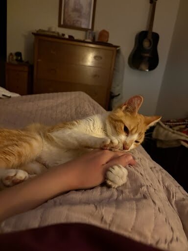 View Beaker the Cat Photo #4