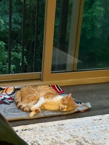 View Beaker the Cat Photo #5