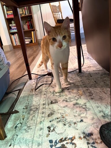 Beaker - Cat