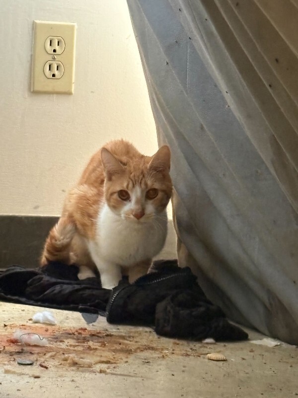View Beaker the Cat Photo #2