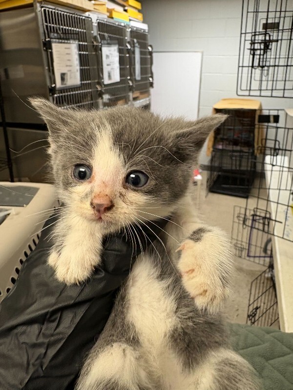 Learn More About Itsy Itsy - Cat