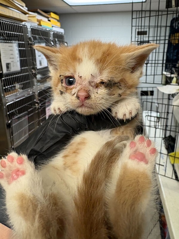 Learn More About Eensy Eensy - Cat