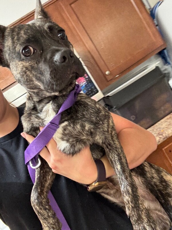 Learn More About Braxton Braxton - Dog