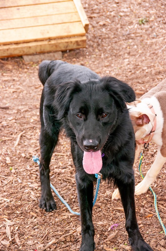 Learn More About Bruff Bruff - Dog