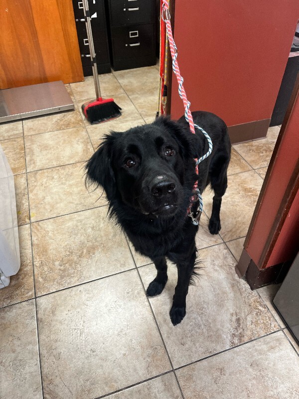 View Bruff the Dog Photo #3