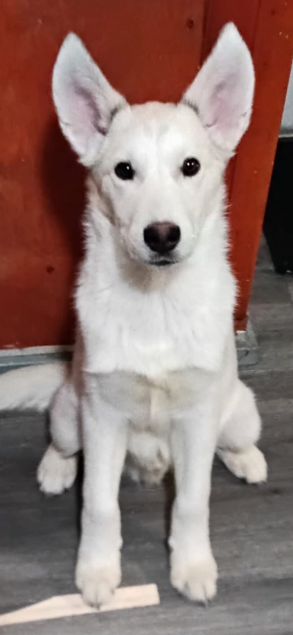 View Bruno the Dog Photo #3