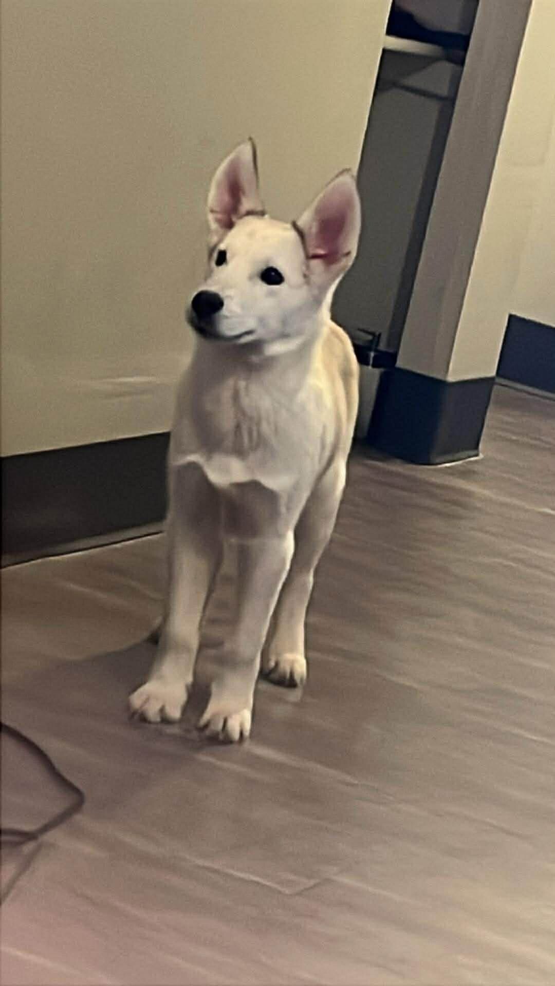 Bruno