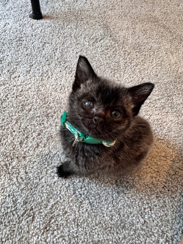 View C.s. Lewis the Cat Photo #3