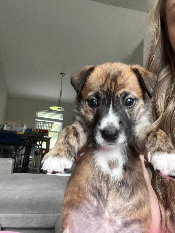 Learn More About Newt Newt - Dog