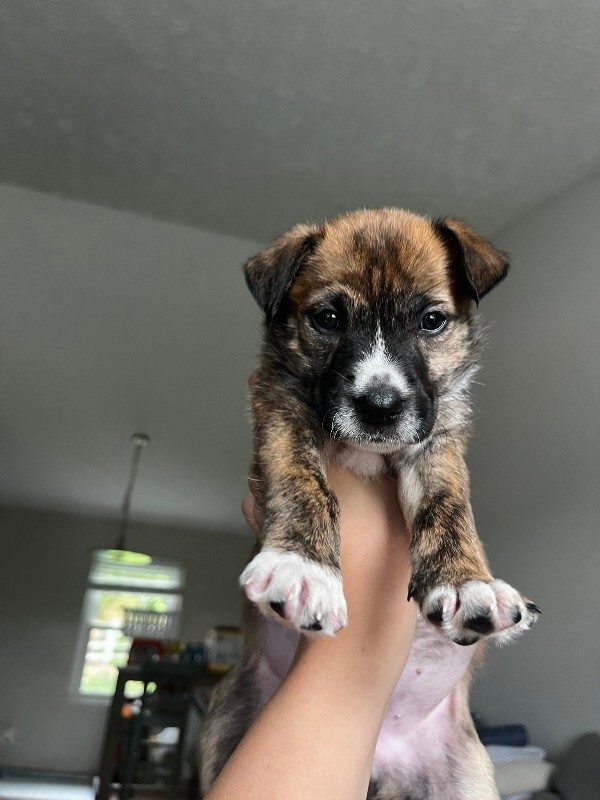 View Newt the Dog Photo #2