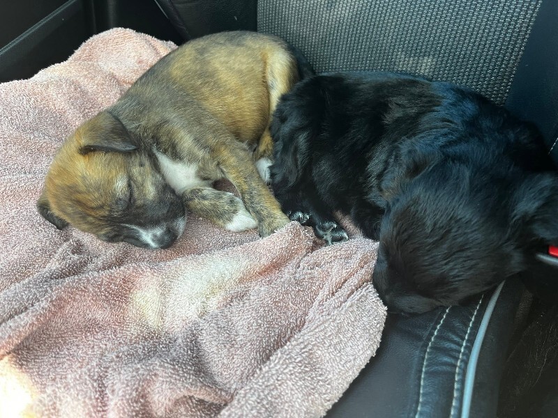 View Newt the Dog Photo #4