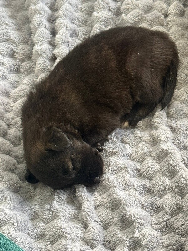 View Komoto the Dog Photo #3